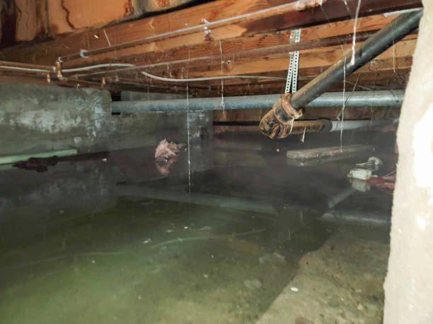 Best Carpet water damage restoration  in Harvard, IL